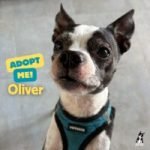 Boston Terrier Dogs for Adoption: Find Your Perfect Companion