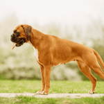 Boxer Dog Behaviour: Unveiling Their Playful Nature