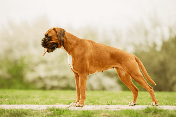 Boxer Dog Behaviour