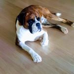 Boxer Dog Health Concerns: Essential Tips & Solutions