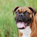 Boxer Dog Health Issues: Essential Care Tips