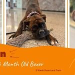 Boxer Dog Training: Master Techniques for Success