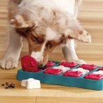 Brain Activities for Dogs: Boost Their Mental Health