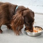 Brat Diet for Dogs: Soothe Tummy Troubles Fast