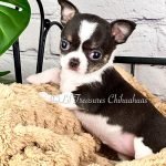 Breeding Chihuahua Dogs: Essential Tips for Success