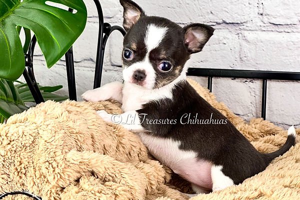 Breeding Chihuahua Dogs: Essential Tips for Success