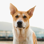 Breeding Mixed Breed Dogs: Unleashing Unique Companions