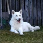 Breeds of Dogs That are White: Discover Stunning Pups