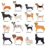 Breeds of English Dogs: Discover Majestic Canines