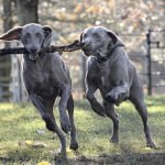 Breeds of Grey Dogs: Discover Majestic Varieties