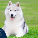 Breeds of Husky Type Dogs: Discover Their Diversity