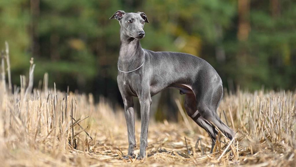 Breeds of Italian Dogs: Discover Your Perfect Companion