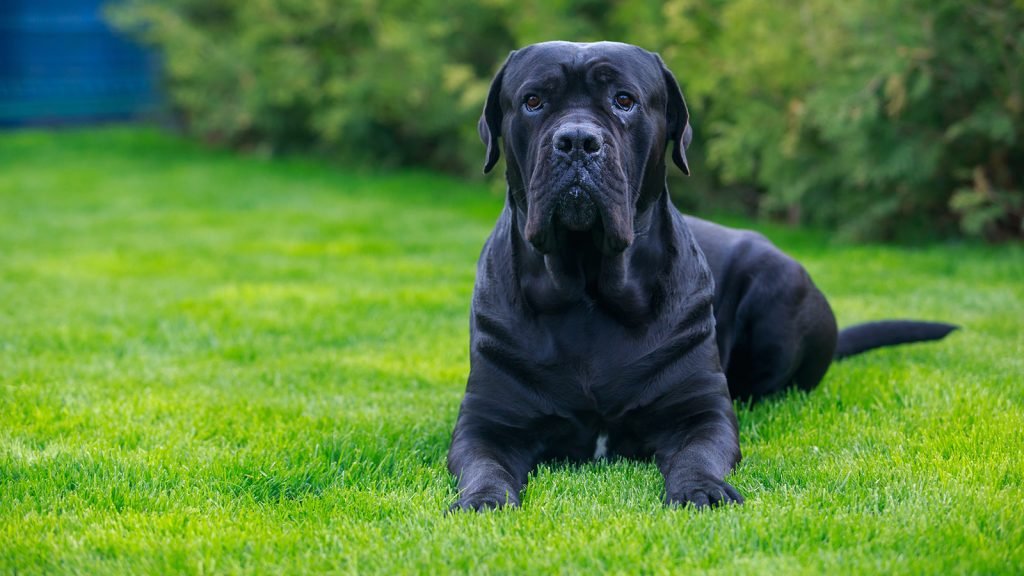 Breeds of Large Black Dogs: Majestic Companions Unveiled