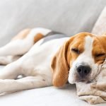 Breeds of Lazy Dogs: Perfect Companions for Relaxation