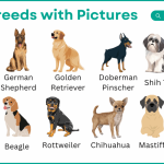 Breeds of Shepherd Dogs: Discover the Best Companions