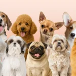 Breeds of Small Dogs: Discover Your Perfect Companion