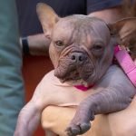 Breeds Ugly Dogs: Discover Unique Canine Charm