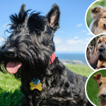 British Dog Breeds: Discovering the Charm of the UK’s Favourite Canines