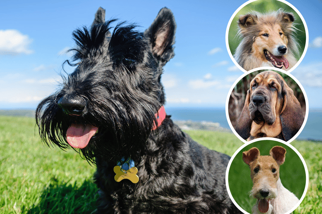 British Dog Breeds: Discovering the Charm of the UK’s Favourite Canines