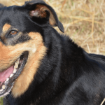 Brown Color Dog Breeds: Top Picks for Pet Lovers