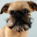 Brussels Griffon Dog Health Problems: Essential Insights