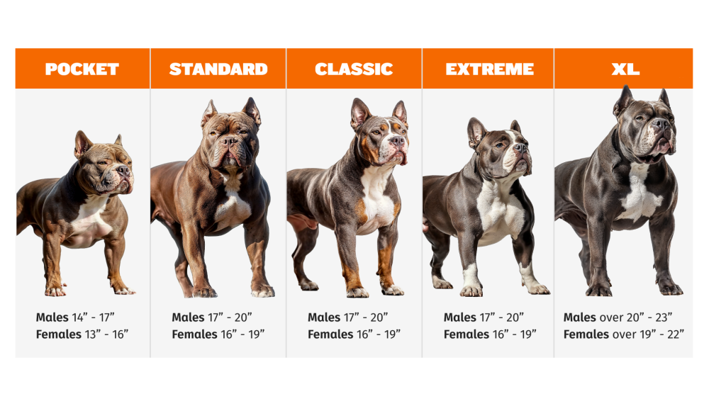 Bully Dog Breeds: Discover Their Unique Traits