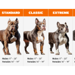 Bully Dog Breeds: Discover Their Unique Traits