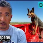 Caesar Dog Trainer: Transform Your Pup’s Behavior Today