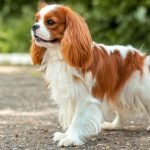 Calmest Dog Breeds: Discover Tranquil Canine Companions