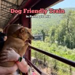 Can Dogs Go on Trains: Essential Tips for Pet Owners
