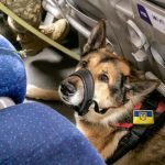 Can U Take Dogs on Trains: Your Ultimate Guide