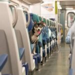 Can You Take Dogs on a Train: Ultimate Travel Guide