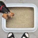 Can You Train a Dog to Use Cat Litter: Ultimate Guide