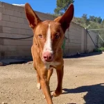 Canarian Dog Breeds: Discover Unique Island Companions