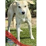 Carolina Dog Health Problems: Essential Care Tips