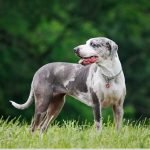 Catahoula Leopard Dog Health Problems: Essential Insights