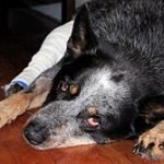 Cattle Dog Health Problems: Tips for Optimal Care