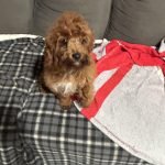 Cavapoo Dogs for Adoption: Find Your Perfect Furry Friend