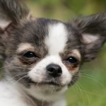 Chihuahua Dog Health Problems: Essential Care Tips