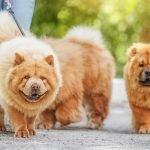 Chinese Dogs Breeds: Discover Unique Canine Companions