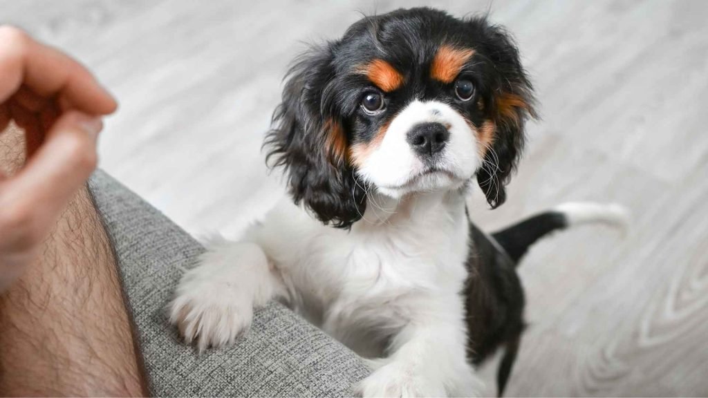 Clingy Dog Breeds: Discover Lovable Companions