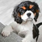 Clingy Dog Breeds: Discover Lovable Companions