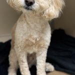 Cockapoo Rescue Dogs: Finding Your Loyal Companion