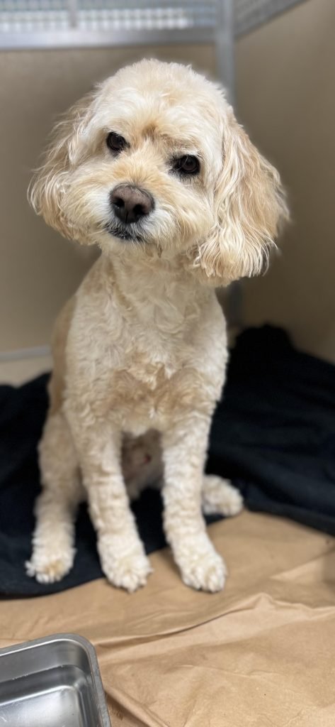 Cockapoo Rescue Dogs: Finding Your Loyal Companion