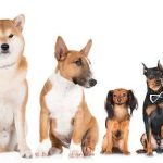 Common Dog Breeds: Discover Your Perfect Pet
