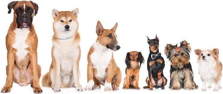 Common Dog Breeds: Discover Your Perfect Pet