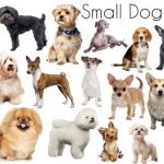 Common Small Dog Breeds: Discover the Most Adorable Pets