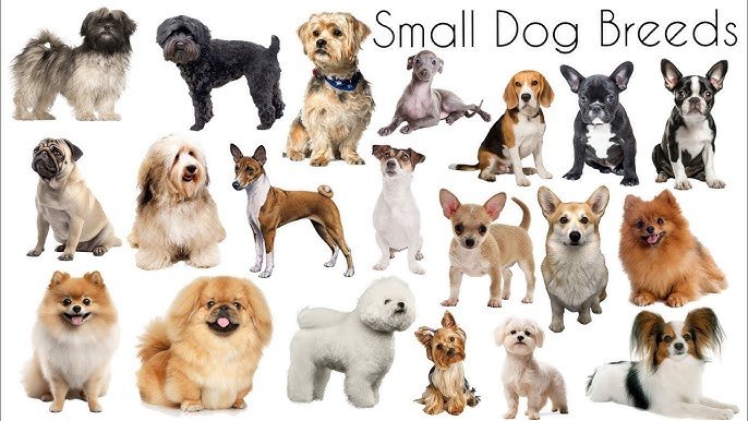 Common Small Dog Breeds: Discover the Most Adorable Pets