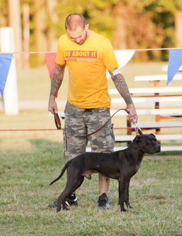 Conformation Dog Training: Mastering Show Ring Success
