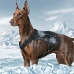 Cooling And Heating Dog Vest Premium for Ultimate Year-Round Comfort